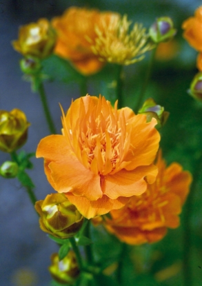 Picture of Trollius - Golden Queen